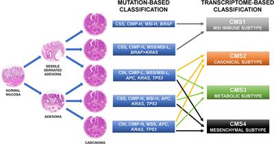 RAS, Cellular Plasticity, and Tumor Budding in Colorectal Cancer